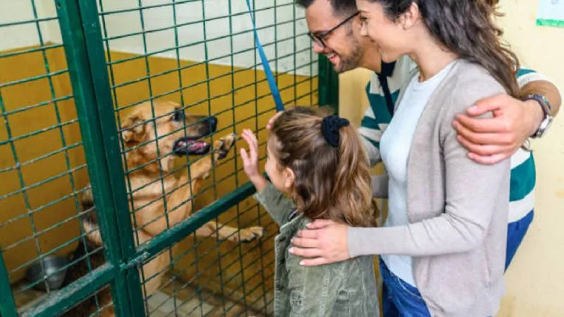 Los especialistas destacan que los perros adoptados suelen adaptarse mejor a la vida familiar cuando reciben atención, amor. / Pixabay