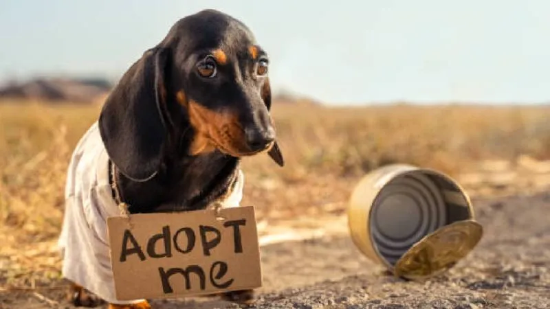 También es importante considerar la esterilización, vacunación y una revisión médica inicial. / Pixabay