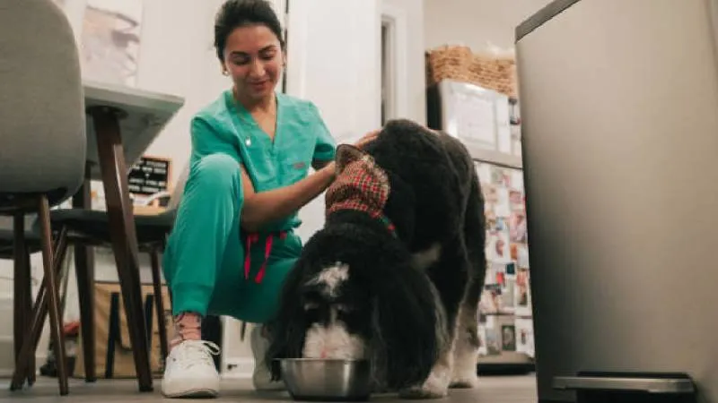 Los hallazgos preliminares son alentadores: los perros tratados pudieron extender su vida hasta un 30%. / Pixabay