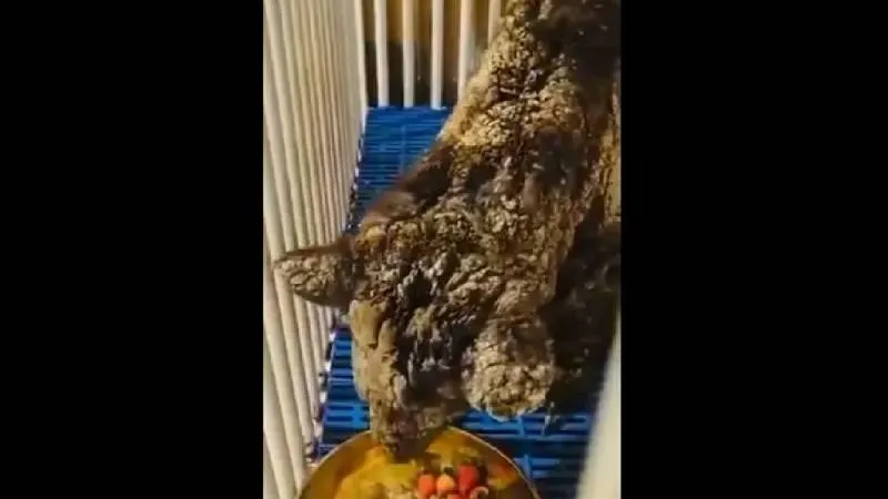 (PROFEPA) informó que Mina presentaba infección bacteriana. / Captura de pantalla