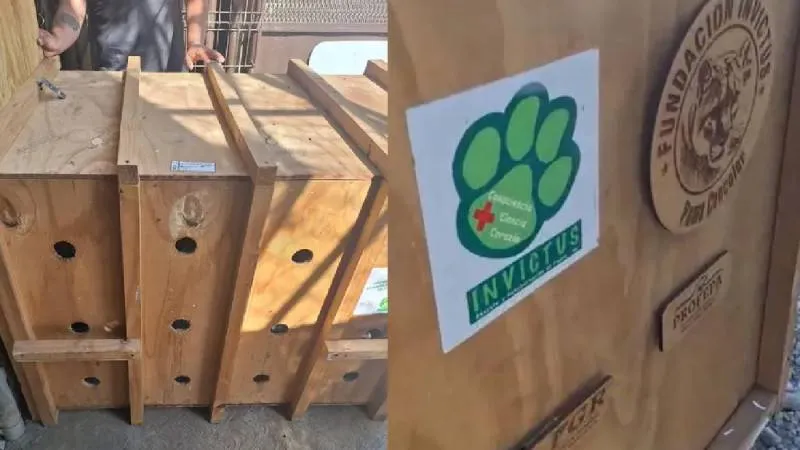 El zoológico La Pastora cedió la custodia de Mina ante la imposibilidad de brindarle la atención especializada que requiere. / RS