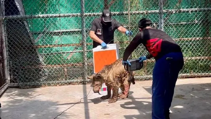 La Fundación Invictus, reconocida por su experiencia en rehabilitación de fauna silvestre. / RS