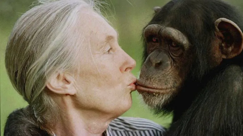 Muere Jane Goodall a los 71 años: pionera en el estudio de los chimpancés. / AP