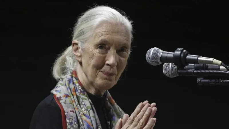 Su labor también incluyó la creación del programa Roots &amp; Shoots, orientado a jóvenes de todo el mundo. / AP