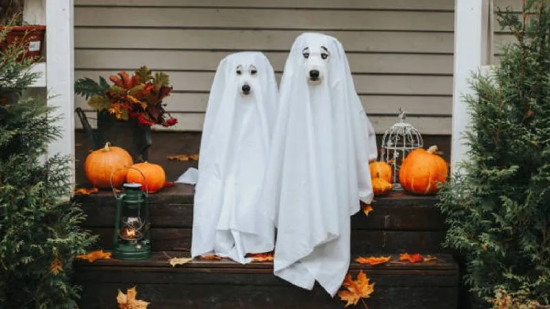 La Spooky Season tiene sus orígenes en el festival celta de Samhain, celebrado a finales de octubre. / Pixabay