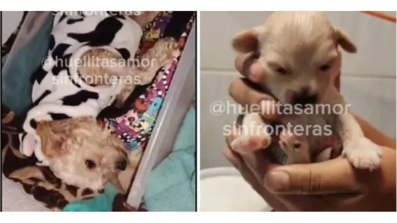 Las imágenes del rescate de Cereza y Cerecito dieron la vuelta al país. / FB: Huellitas sin fronteras