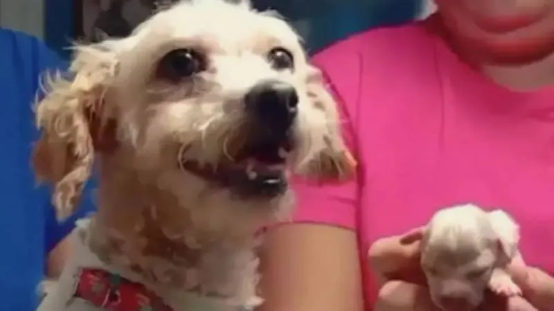 Tras el rescate, la perrita fue sometida a una cesárea de emergencia, en la que dio a luz a cinco cachorros. / X