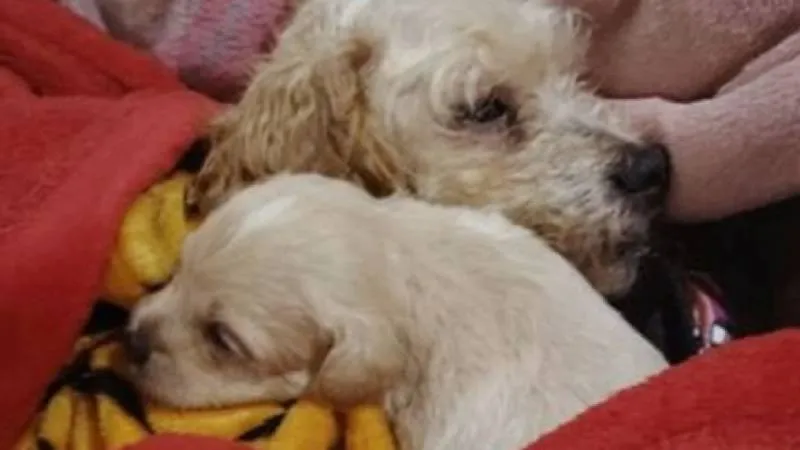 En redes sociales, miles de usuarios aplaudieron el esfuerzo de los rescatistas y enviaron mensajes de cariño./ X