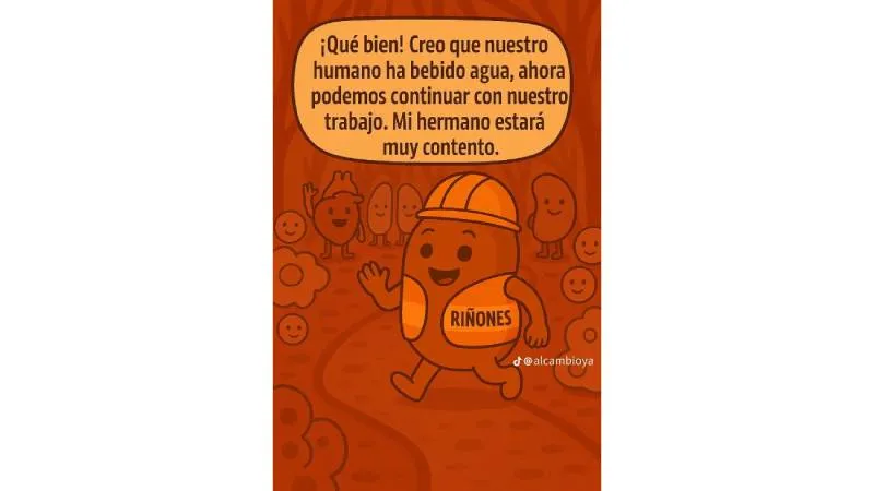 El contenido tiene un propósito educativo: crear conciencia sobre la función de los riñones. / X