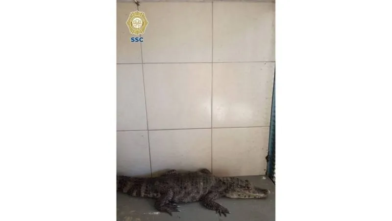 Los especialistas indicaron que los animales serán evaluados para determinar su estado de salud . / SSC