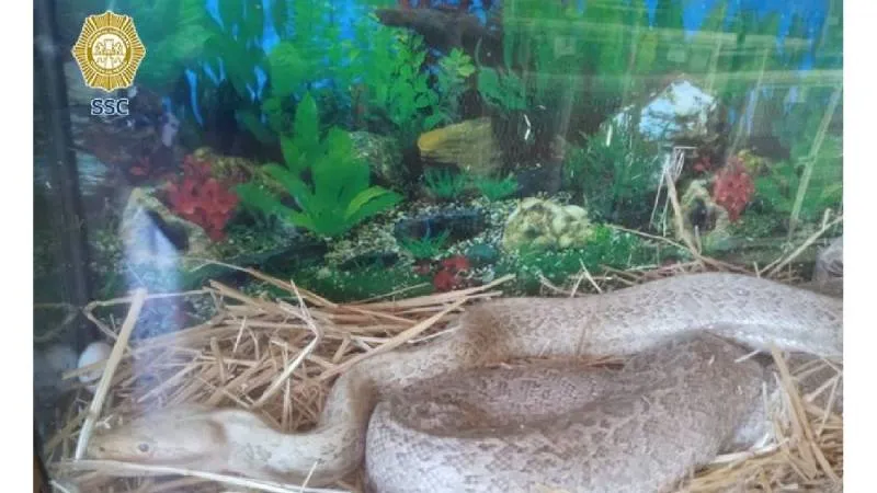 Transportar o exhibir animales silvestres sin autorización es considerado un delito ambiental. / SSC