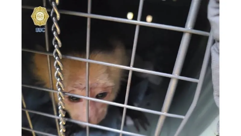 Las autoridades exhortaron a la población a no participar ni fomentar este tipo de prácticas. / SSC