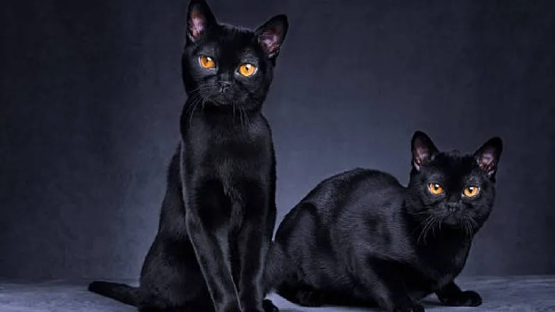 El color negro ha estado históricamente vinculado a supersticiones. / Pixabay