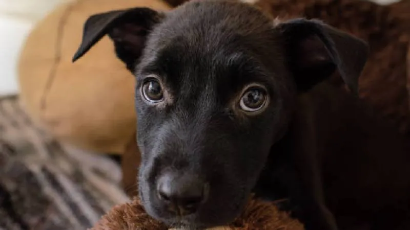 En particular, los artículos 350 Bis y 350 Ter contemplan castigos para quienes provoquen la muerte de un animal mediante rituales u otros actos de crueldad./ pixabay