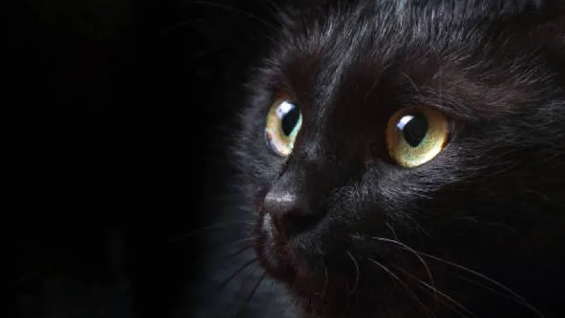 Durante la Edad Media, por ejemplo, los gatos negros eran asociados con la mala suerte, la brujería. / Pixabay