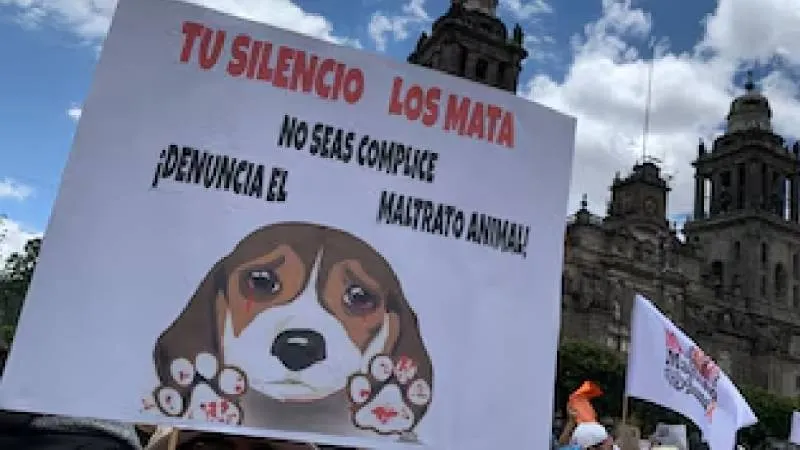 Organizaciones de protección animal y ciudadanos de Ciudad Madera manifestaron su respaldo a la decisión de la universidad. / RS