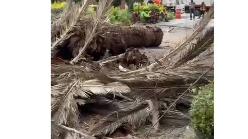 El gobierno capitalino busca con esta medida reducir riesgos, mejorar la calidad del aire y promover una ciudad más verde. / Chilango