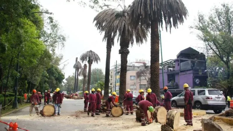 Las autoridades detectaron la presencia de hongos y fitoplasmas que debilitan los troncos./ Gobierno de México