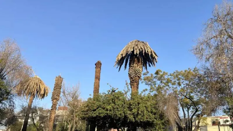 El objetivo es sustituir las especies afectadas por árboles nativos que se adapten mejor a las condiciones locales. / RS