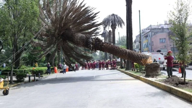 La madera de las palmeras retiradas será reutilizada para la fabricación de mobiliario urbano y otros proyectos sostenibles. / RS