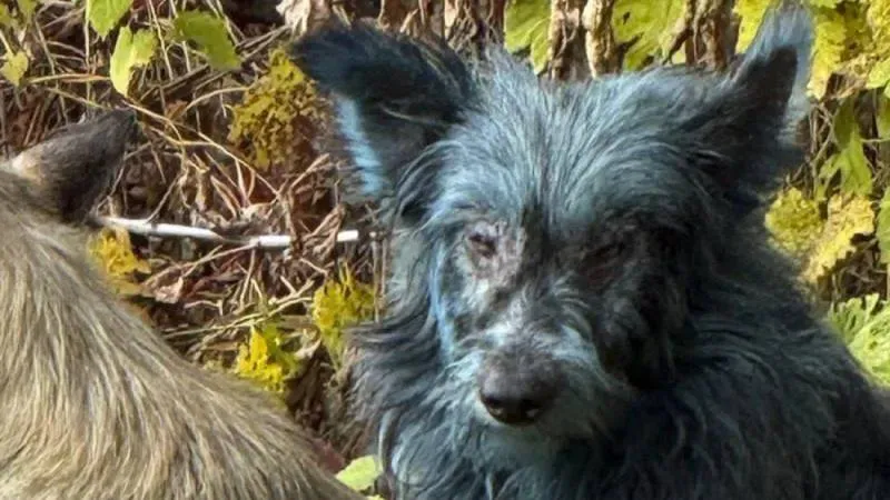 Los cuidadores aseguran que los perros no tenían este color antes. / Redes sociales