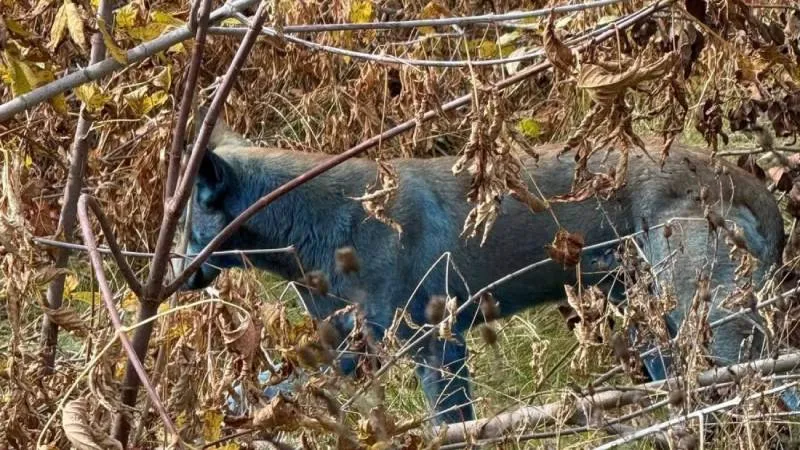 Los voluntarios creen que algún químico o contaminante podría estar detrás del cambio de color. / Redes sociales