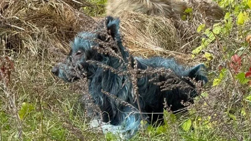 El hallazgo de estos perros azules en Chernóbil demuestra que la vida puede adaptarse incluso en los lugares más peligrosos. / Redes sociales