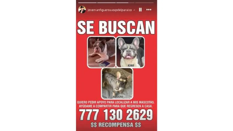José Manuel Figueroa pidió apoyo ciudadano para localizar a sus tres perros desaparecidos en Cuernavaca./ IG