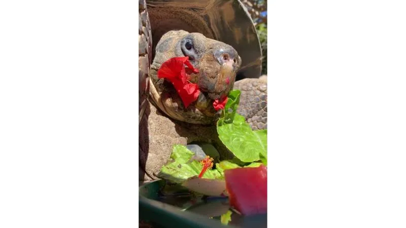 Gramma, la tortuga gigante de Galápagos, murió a los 141 años en el Zoológico de San Diego./ FB
