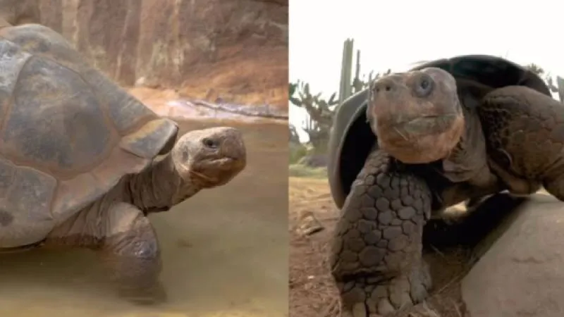 La emblemática tortuga, conocida como “la reina del zoológico”, vivió casi un siglo en San Diego./ RS