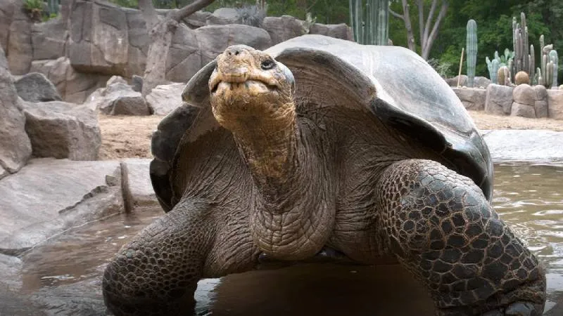 Cuidadores confirmaron que Gramma enfrentaba problemas óseos asociados a su avanzada edad./ FB