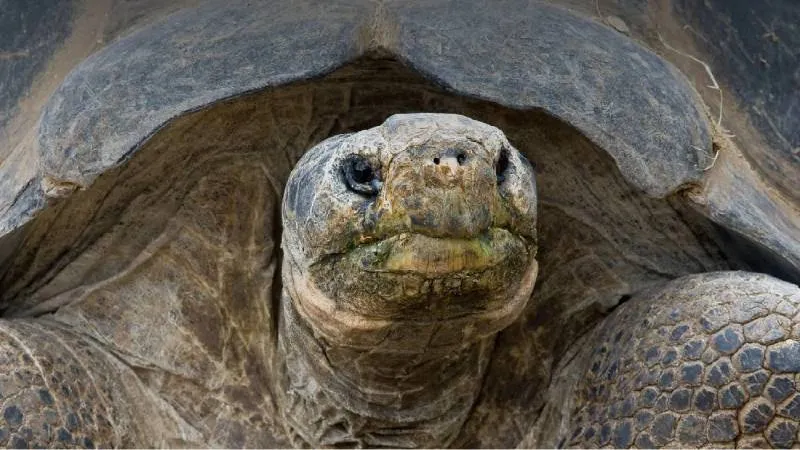 Gramma llegó al zoológico entre 1928 y 1931 y se convirtió en un símbolo de conservación./ RS