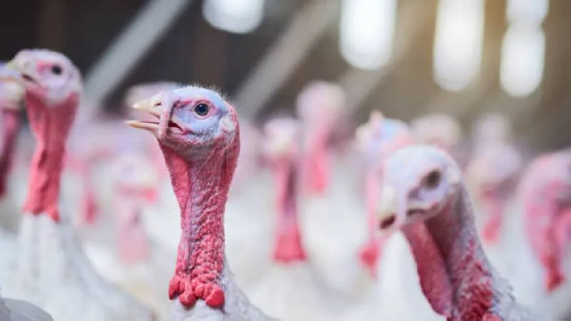 Gobble y Waddle fueron los dos pavos seleccionados para recibir el indulto presidencial./ Pixabay