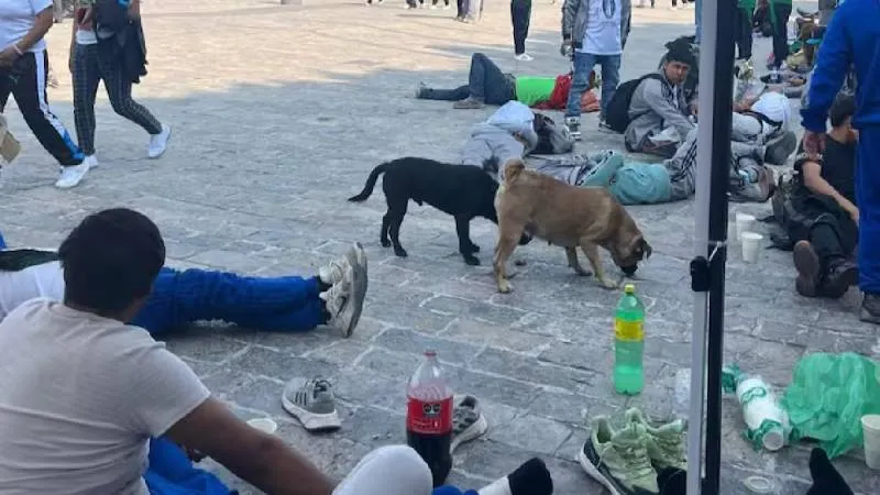 Elementos de la Brigada de Vigilancia Animal de la CDMX brindarán atención y primeros auxilios a los lomitos/ RS