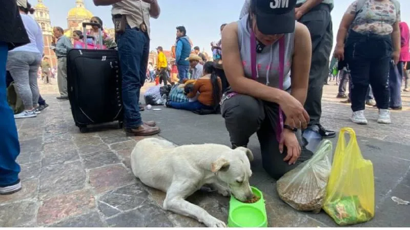 El operativo permanecerá activo hasta el 12 de diciembre, fecha de mayor afluencia en la Basílica de Guadalupe./ RS