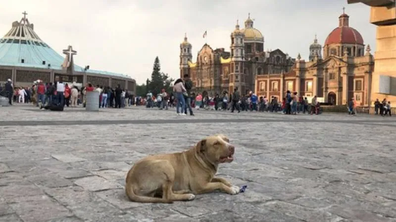 La SSC realizará patrullajes especiales para detectar casos de agotamiento, abandono o maltrato animal durante los recorridos./ RS