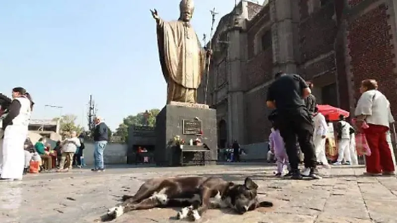 Miles de feligreses caminan rumbo a la Basílica de Guadalupe acompañados de sus mascotas; autoridades piden extremar cuidados./ RS