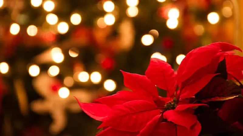 La forma de estrella de la Nochebuena se asocia con la Estrella de Belén en las celebraciones cristianas./ Pixabay