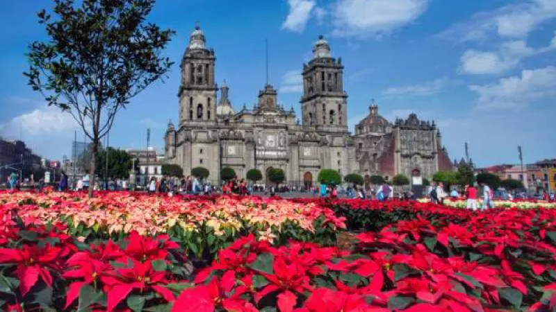 México es líder mundial en producción de Nochebuenas, tradición que impulsa la economía decembrina./ Pixabay