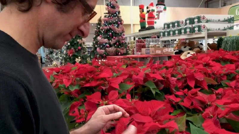 Sus brácteas rojas, similares a pétalos, representan amor, fortaleza y el espíritu navideño./ Pixabay