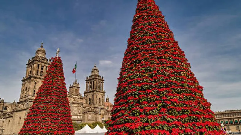 La Nochebuena es una flor originaria de México y uno de los símbolos más fuertes de la Navidad./ Pixabay