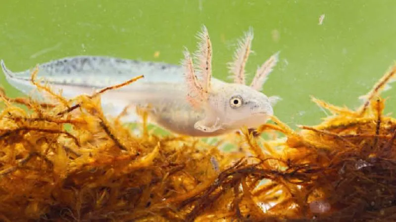 Investigadores de la UNAM confirmaron la presencia del ajolote del Altiplano en cuerpos de agua de Querétaro./ Pixabay