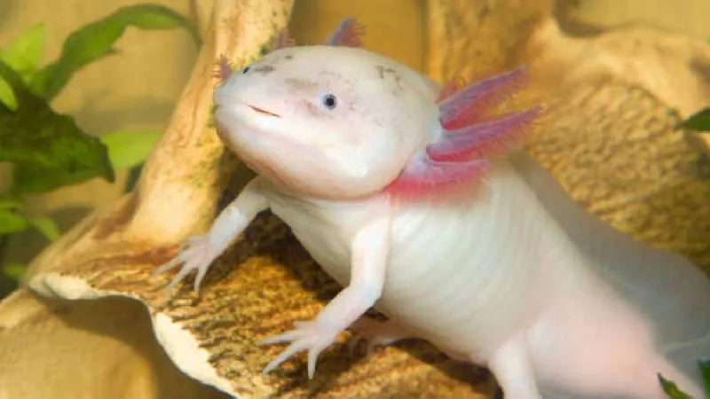 El hallazgo permitirá reforzar estrategias de conservación y monitoreo científico en la zona./ Pixabay