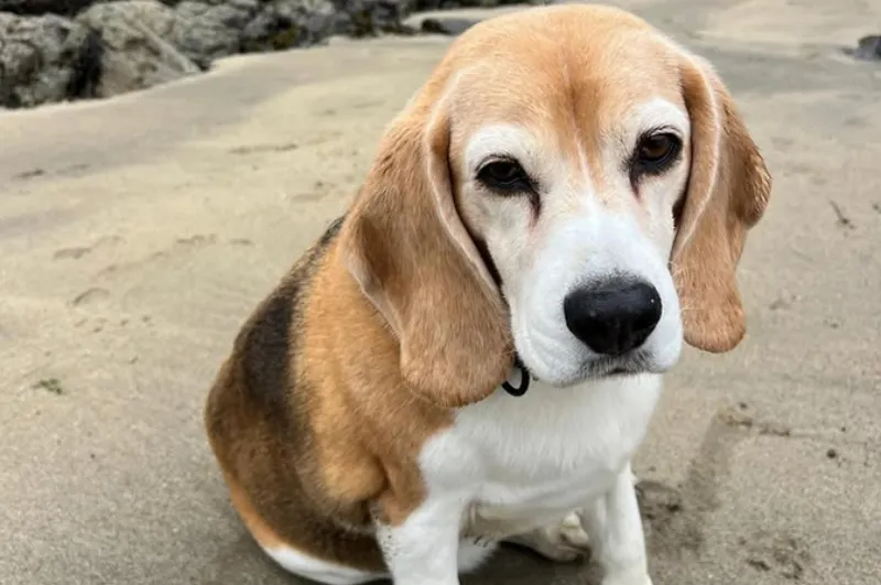 'Halo', mascota extraviada de Aaron Ramsey | IG: aaronramsey