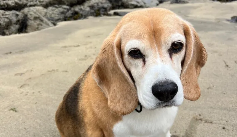 Halo, perrita de Ramsey