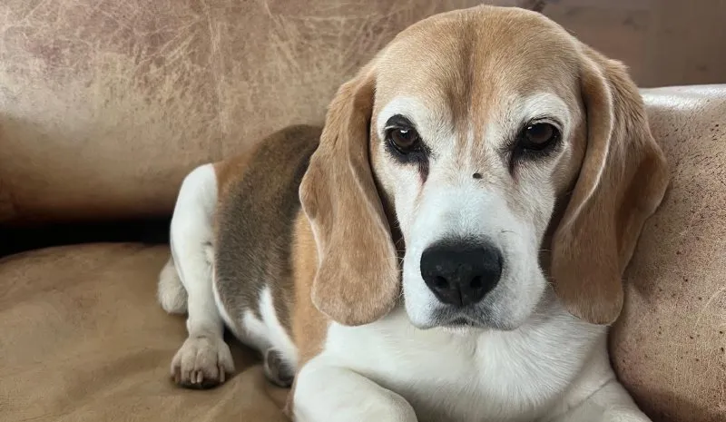 Fotos de la perrita de Ramsey