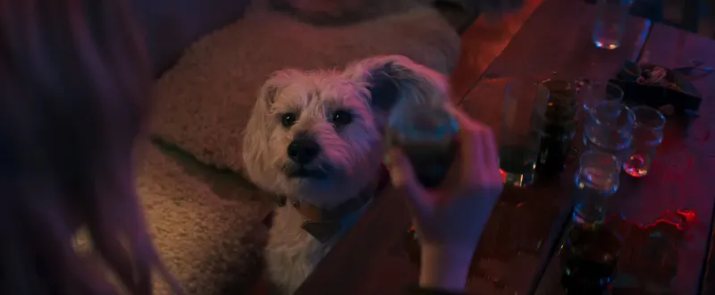 Krypto, el perro con poderes regresa a lado de su dueña / Redes Sociales