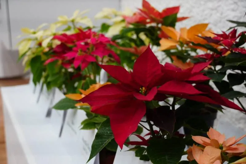 Comprar nochebuenas directamente del suelo de conservación apoya a familiasproductoras de la CDMX. / SEDEMA