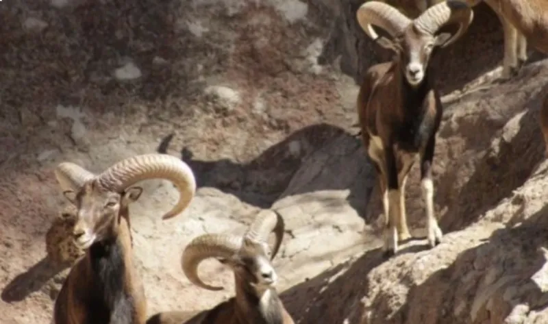 Los perros entraron por un hueco de la reja de los borregos / Redes Sociales