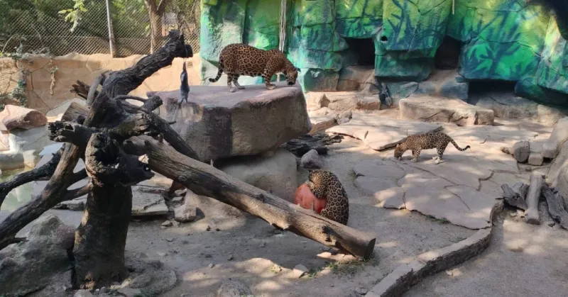 El zoológico no pasa por su mejor momento tras los lamentables hechos / Redes Sociales